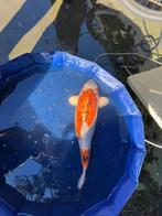 Doitsu Ochiba Japanse koi, Karper of Koi