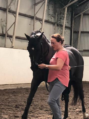 Revalidatie-, gedragstraining, trailerladen, paardentaxi beschikbaar voor biedingen