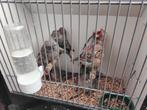 Kanaries mozaïek aagaat jaspis, Meerdere dieren, Kleurkanarie