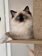 Zeer mooie ragdoll kittens met stamboom uit geteste ouders!!, Dieren en Toebehoren, Katten en Kittens | Raskatten | Langhaar, Meerdere dieren