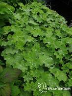 Alchemilla mollis, Tuin en Terras, Planten | Tuinplanten, Ophalen of Verzenden, Zomer, Overige soorten, Volle zon