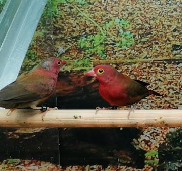 Vuurvinken 2 koppels beschikbaar voor biedingen