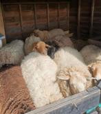 Schapenwol over! Gratis, Dieren en Toebehoren, Schapen, Geiten en Varkens, Schaap