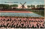 2 prenten Hollandsche bloemenvelden, Natuur, Gebruikt, Ophalen of Verzenden, Voor 1940