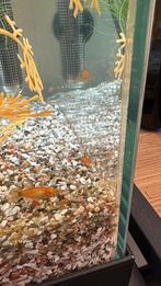 Mollie guppy's, Dieren en Toebehoren, Vissen | Aquariumvissen, Vis, Zoetwatervis