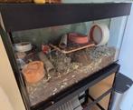 terrarium, Dieren en Toebehoren, Gebruikt, Hok, Hamster, 75 tot 110 cm