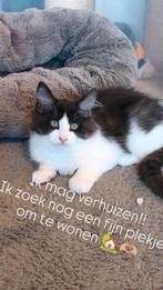 Maine Coon kruising kitten zoeken een gouden mandje🏡😺, Dieren en Toebehoren, Katten en Kittens | Raskatten | Langhaar, Meerdere dieren