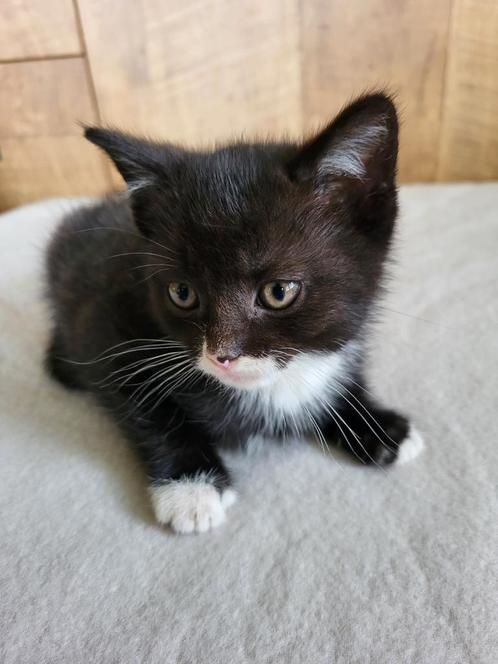 Mooi nest britse korthaar x ekh, Dieren en Toebehoren, Katten en Kittens | Overige Katten, Kortharig, Meerdere dieren, 0 tot 2 jaar