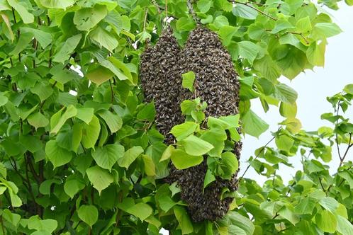Grote zwerm. Carnica F1, Dieren en Toebehoren, Insecten en Spinnen, Bijen