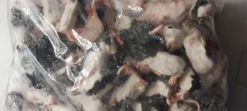 Diepvries ratten en muizen voor Houten zondag beschikbaar voor biedingen