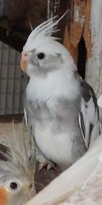 Mooie valkparkieten, Meerdere dieren, Parkiet