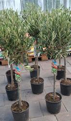 Olijfbomen olea op stam., 100 tot 250 cm, Zomer, Palmboom, Ophalen