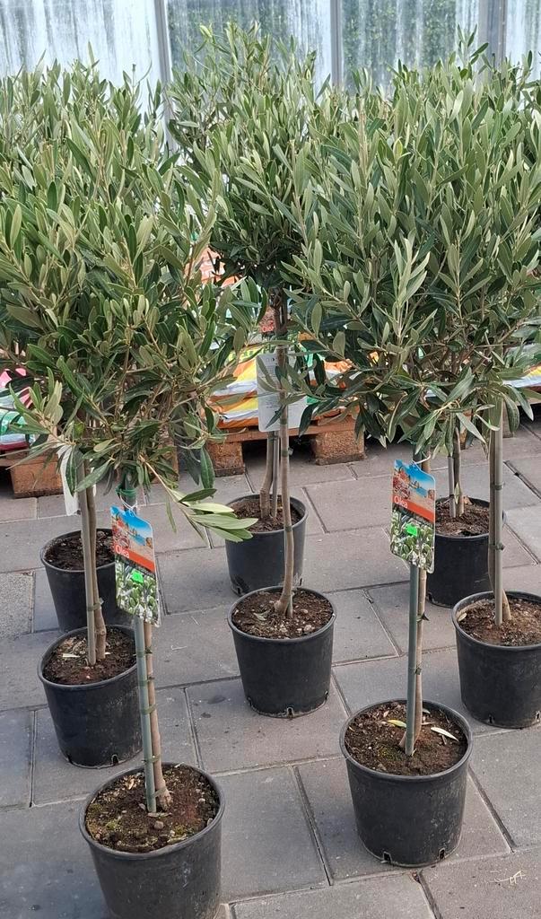 Olijfbomen olea op stam., Tuin en Terras, Planten | Bomen, Palmboom, 100 tot 250 cm, Volle zon, Zomer, Ophalen