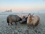 Racka schapen; 5 ooien, 1 dekram, 1 ooilam, 1 ramlam, Dieren en Toebehoren, Meerdere dieren, Schaap