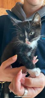 Twee super schattige kittens opzoek naar een leuk huisje, Dieren en Toebehoren, Meerdere dieren