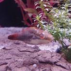 Carinatetraodon irrubesco, Vis