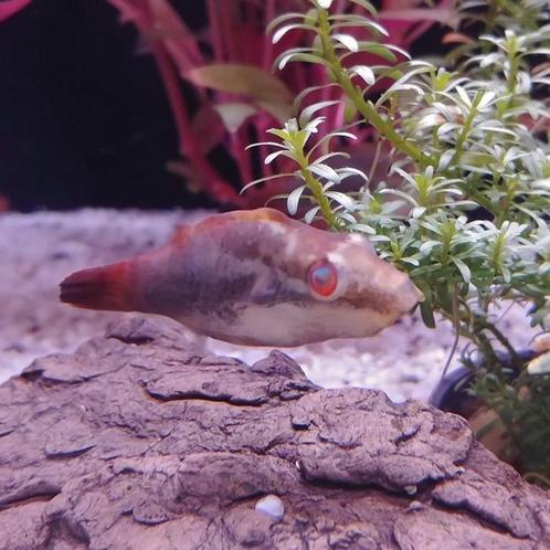 Carinatetraodon irrubesco, Dieren en Toebehoren, Vissen | Aquariumvissen, Vis
