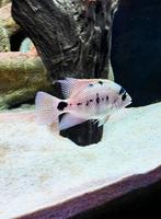 Vieja Argentea, Dieren en Toebehoren, Vissen | Aquariumvissen, Vis, Zoetwatervis, Schoolvis