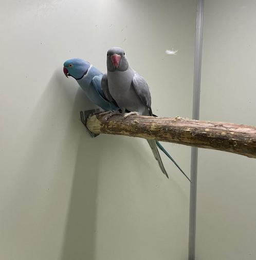 kweekkoppel halsband parkiet - halsbandparkiet opaline bont, Dieren en Toebehoren, Vogels | Parkieten en Papegaaien, Parkiet, Meerdere dieren
