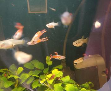 Black bar Endlers beschikbaar voor biedingen