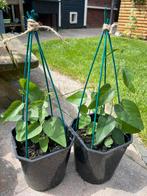 Biologisch zelf gekweekte passieflora, Tuin en Terras, Planten | Tuinplanten, Ophalen, Volle zon, Groenteplanten, Eenjarig