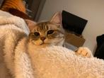 Britse Korthaar poes te koop, Poes, Gechipt, 3 tot 5 jaar