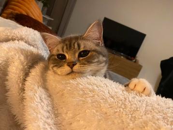 Britse Korthaar poes te koop beschikbaar voor biedingen