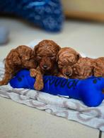 Poedel puppy's, Dieren en Toebehoren, Poedel, België, Fokker | Hobbymatig, Meerdere dieren