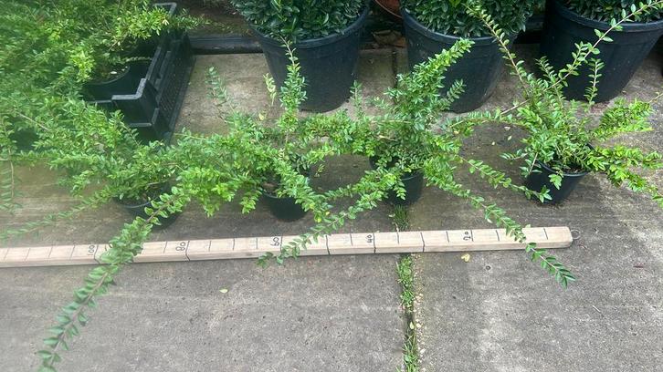 Bodem bedekkers, lonicera, vinca, pachysandra enz potvol, Tuin en Terras, Planten | Struiken en Hagen, Overige soorten, Minder dan 100 cm