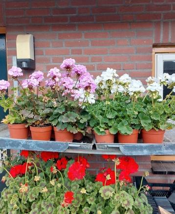 Zomeractie! zomerbloeiers met/zonder pot beschikbaar voor biedingen