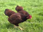 Jonge tamme Rhode Island Red kriel kippen hennen gesekst, Dieren en Toebehoren, Pluimvee, Vrouwelijk, Kip