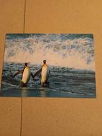 Pinguïns aan de kust - Ansichtkaart, Ophalen of Verzenden, 1980 tot heden, Gelopen
