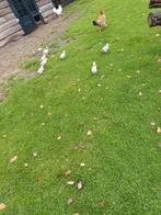 Kip met 11 kuikens, Meerdere dieren, Kip