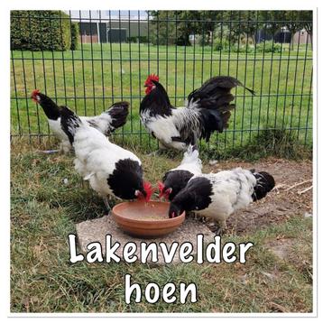 Broedeieren van Lakenvelder Hoen - Uniek ras beschikbaar voor biedingen