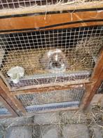 Konijnen de, Dieren en Toebehoren, Ophalen of Verzenden, Minder dan 75 cm, Kooi, Minder dan 60 cm