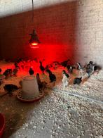 Kuikens te koop, Dieren en Toebehoren, Pluimvee, Meerdere dieren, Kip
