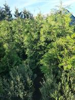 Thuja plicata Martin en excelsa 200cm+ Haag conifeer, Ophalen, Conifeer, Haag, 100 tot 250 cm