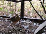 Jonge goudfazant hen, Dieren en Toebehoren, Vrouwelijk, Overige soorten