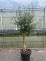 Super mooie Olijfboom Olijfbomen Olijf boom Olijf bomen, Tuin en Terras, Planten | Bomen, 100 tot 250 cm, Olijfboom, Ophalen, Volle zon