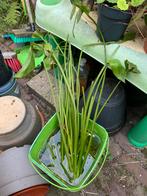 grote Echinodorus aquariumplant ruim 80cm hoig, Dieren en Toebehoren, Vissen | Aquaria en Toebehoren, Ophalen