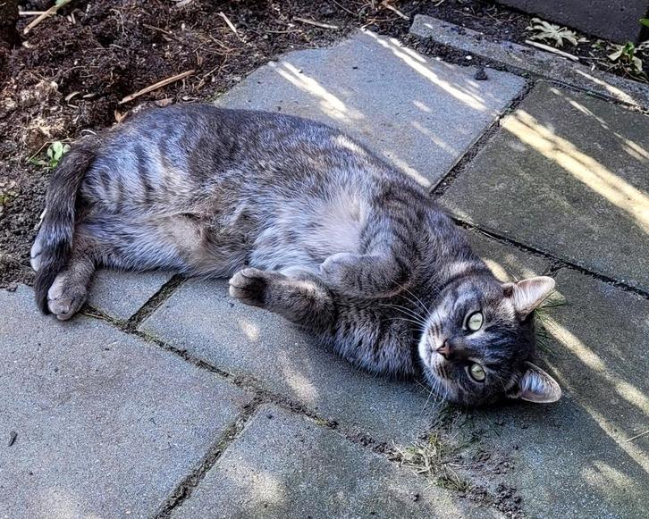 Prachtige Cyperse kat gezond & gecastreerd 2 jaar oud, Dieren en Toebehoren, Katten en Kittens | Raskatten | Korthaar, Kater, 0 tot 2 jaar