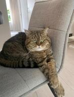 Britse korthaar kater, Dieren en Toebehoren, Katten en Kittens | Raskatten | Korthaar, Kater, Met stamboom