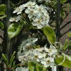 Pyrus calleryana 'Chanticleer' Sierpeer Prachtige boom, Tuin en Terras, Planten | Bomen, Halfschaduw, Ophalen of Verzenden