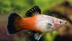 50 soorten  Platy kleurige vis voor een gezeldschap aquarium, Dieren en Toebehoren, Vissen | Aquariumvissen, Zoetwatervis, Vis