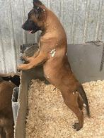 mechelse herder pups super mooie voor alle doeleinde, Rabiës (hondsdolheid), 8 tot 15 weken, Meerdere, Meerdere dieren