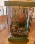 Jumping spider, springspin Phidippus Ardens met verblijf, Dieren en Toebehoren