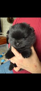 Pomeriaan pups, 8 tot 15 weken, CDV (hondenziekte), Meerdere, Meerdere dieren