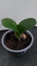 Poederkwast plant, Huis en Inrichting, Kamerplanten, Ophalen of Verzenden, Overige soorten, Minder dan 100 cm