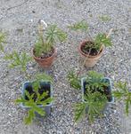 Citroen Geranium, Ophalen of Verzenden, Zomer, Overige soorten, Volle zon