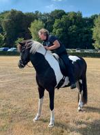 IJslander merrie flinke dame, Dieren en Toebehoren, Paarden, Merrie, Met stamboom, Minder dan 160 cm, Niet van toepassing